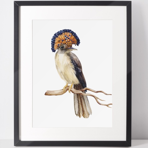 Flycatcher Bird Wall Art Watercolor Illustration Print Poster Card Unframed - Picture 2 of 7